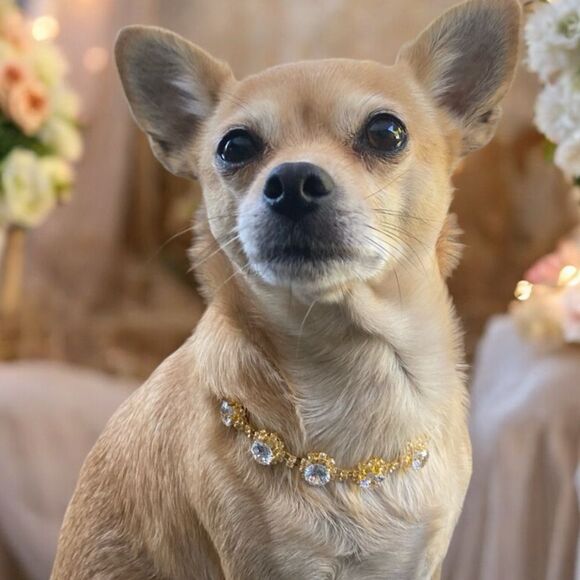 Rhinestone Jewel Fancy Dog Necklace Jewelry Collar - Picture 1 of 6